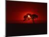 Sunset, Mundi Mundi Plains, New South Wales, Australia, Pacific-Mawson Mark-Mounted Photographic Print