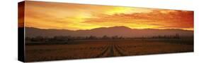 Sunset, Napa Valley, California, USA-null-Stretched Canvas