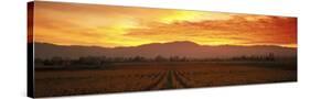 Sunset, Napa Valley, California, USA-null-Stretched Canvas