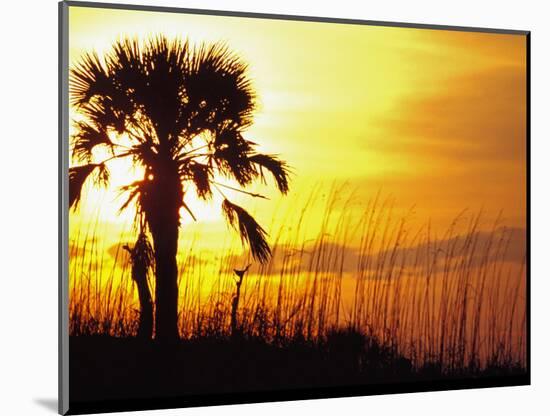 Sunset near Folley Beach, Charleston, South Carolina, USA-Julie Eggers-Mounted Photographic Print