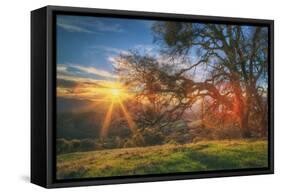 Sunset Oak, Mount Diablo State Park, Northern California-Vincent James-Framed Stretched Canvas