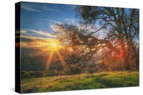 Sunset Oak, Mount Diablo State Park, Northern California-Vincent James-Stretched Canvas