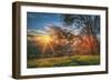 Sunset Oak, Mount Diablo State Park, Northern California-Vincent James-Framed Premium Photographic Print