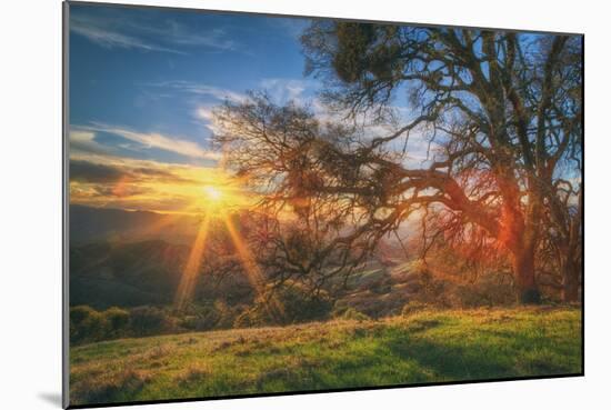 Sunset Oak, Mount Diablo State Park, Northern California-Vincent James-Mounted Premium Photographic Print