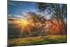 Sunset Oak, Mount Diablo State Park, Northern California-Vincent James-Mounted Premium Photographic Print