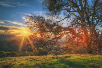 https://imgc.allpostersimages.com/img/posters/sunset-oak-mount-diablo-state-park-northern-california_u-L-PQ7URM0.jpg?artPerspective=n