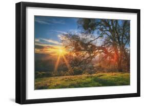 Sunset Oak, Mount Diablo State Park, Northern California-Vincent James-Framed Photographic Print