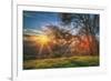 Sunset Oak, Mount Diablo State Park, Northern California-Vincent James-Framed Photographic Print