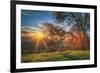 Sunset Oak, Mount Diablo State Park, Northern California-Vincent James-Framed Photographic Print