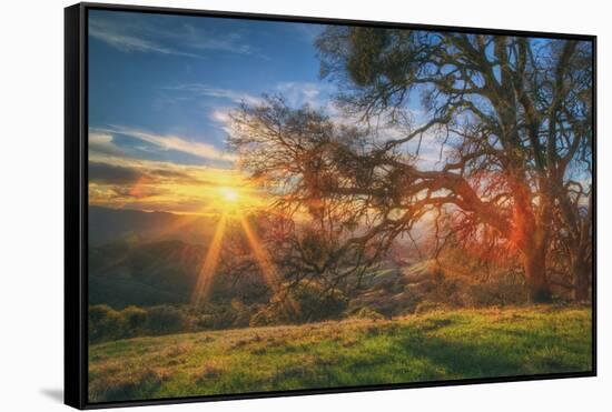 Sunset Oak, Mount Diablo State Park, Northern California-Vincent James-Framed Stretched Canvas