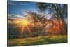 Sunset Oak, Mount Diablo State Park, Northern California-Vincent James-Stretched Canvas