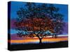 Sunset Oak-Patty Baker-Stretched Canvas