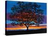 Sunset Oak-Patty Baker-Stretched Canvas