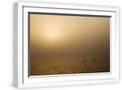 White Frame