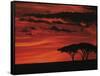 Sunset on Acacia Tree, Serengeti, Tanzania-Dee Ann Pederson-Framed Stretched Canvas