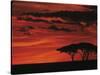 Sunset on Acacia Tree, Serengeti, Tanzania-Dee Ann Pederson-Stretched Canvas