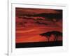 Sunset on Acacia Tree, Serengeti, Tanzania-Dee Ann Pederson-Framed Photographic Print