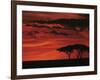 Sunset on Acacia Tree, Serengeti, Tanzania-Dee Ann Pederson-Framed Photographic Print