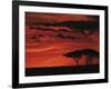Sunset on Acacia Tree, Serengeti, Tanzania-Dee Ann Pederson-Framed Photographic Print