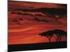 Sunset on Acacia Tree, Serengeti, Tanzania-Dee Ann Pederson-Mounted Photographic Print
