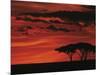 Sunset on Acacia Tree, Serengeti, Tanzania-Dee Ann Pederson-Mounted Photographic Print