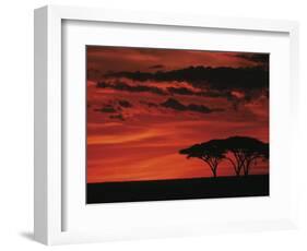 Sunset on Acacia Tree, Serengeti, Tanzania-Dee Ann Pederson-Framed Photographic Print