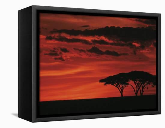 Sunset on Acacia Tree, Serengeti, Tanzania-Dee Ann Pederson-Framed Stretched Canvas