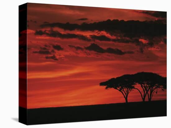 Sunset on Acacia Tree, Serengeti, Tanzania-Dee Ann Pederson-Stretched Canvas