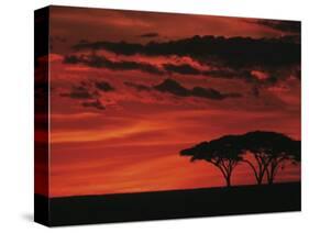 Sunset on Acacia Tree, Serengeti, Tanzania-Dee Ann Pederson-Stretched Canvas