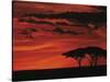 Sunset on Acacia Tree, Serengeti, Tanzania-Dee Ann Pederson-Stretched Canvas