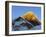 Sunset on Mount Everest, 8850M, Solu Khumbu Everest Region, Sagarmatha National Park, Himalayas-Christian Kober-Framed Photographic Print