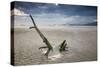 Sunset on Praia Da Fazenda Beach-Alex Saberi-Stretched Canvas