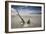 Sunset on Praia Da Fazenda Beach-Alex Saberi-Framed Photographic Print