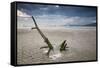 Sunset on Praia Da Fazenda Beach-Alex Saberi-Framed Stretched Canvas