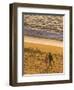 Sunset on Puerto Vallarta Beach, Puerto Vallarta, Jalisco, Mexico, North America-Michael DeFreitas-Framed Photographic Print