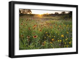 Sunset on Texas wildflowers-Larry Ditto-Framed Photographic Print