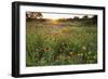 Sunset on Texas wildflowers-Larry Ditto-Framed Photographic Print