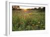 Sunset on Texas wildflowers-Larry Ditto-Framed Photographic Print