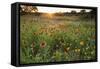 Sunset on Texas wildflowers-Larry Ditto-Framed Stretched Canvas