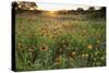 Sunset on Texas wildflowers-Larry Ditto-Stretched Canvas