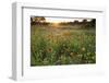 Sunset on Texas wildflowers-Larry Ditto-Framed Photographic Print