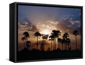 Sunset on the Edge of the Ntwetwe Saltpan Where Moklowane or African Fan Palms Grow in Profusion-Nigel Pavitt-Framed Stretched Canvas