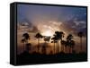 Sunset on the Edge of the Ntwetwe Saltpan Where Moklowane or African Fan Palms Grow in Profusion-Nigel Pavitt-Framed Stretched Canvas