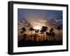 Sunset on the Edge of the Ntwetwe Saltpan Where Moklowane or African Fan Palms Grow in Profusion-Nigel Pavitt-Framed Photographic Print