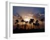 Sunset on the Edge of the Ntwetwe Saltpan Where Moklowane or African Fan Palms Grow in Profusion-Nigel Pavitt-Framed Photographic Print