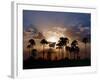 Sunset on the Edge of the Ntwetwe Saltpan Where Moklowane or African Fan Palms Grow in Profusion-Nigel Pavitt-Framed Photographic Print