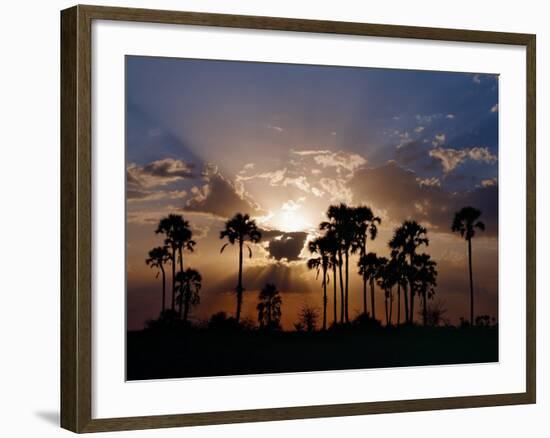 Sunset on the Edge of the Ntwetwe Saltpan Where Moklowane or African Fan Palms Grow in Profusion-Nigel Pavitt-Framed Photographic Print