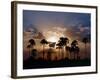 Sunset on the Edge of the Ntwetwe Saltpan Where Moklowane or African Fan Palms Grow in Profusion-Nigel Pavitt-Framed Photographic Print