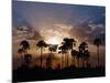 Sunset on the Edge of the Ntwetwe Saltpan Where Moklowane or African Fan Palms Grow in Profusion-Nigel Pavitt-Mounted Photographic Print