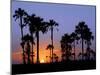 Sunset on the Edge of the Ntwetwe Saltpan Where Moklowane or African Fan Palms Grow in Profusion-Nigel Pavitt-Mounted Photographic Print